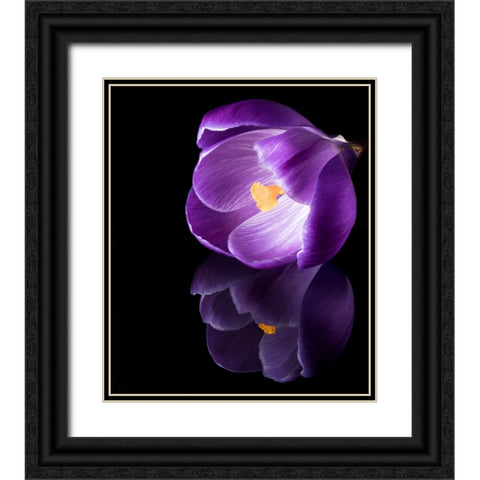 Crocus Flower With Reflections Black Ornate Wood Framed Art Print with Double Matting by Gade, Jens