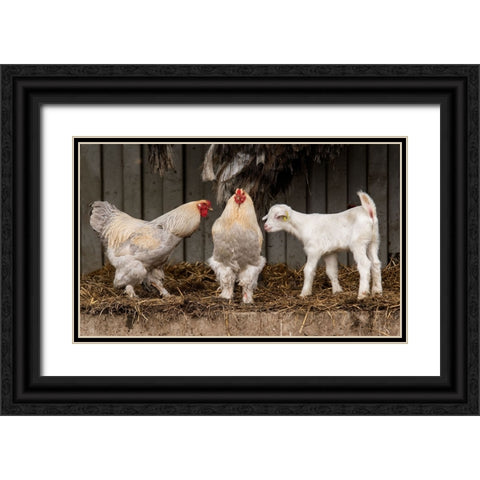 Four Animals, 3 Different Breeds. Black Ornate Wood Framed Art Print with Double Matting by van den, Gert