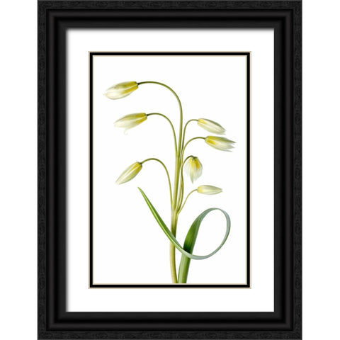 Tulipa Tarda Black Ornate Wood Framed Art Print with Double Matting by Disher, Mandy