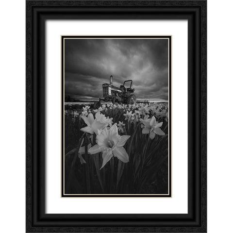 Tractor In Daffodils Black Ornate Wood Framed Art Print with Double Matting by Jacobs, Lydia