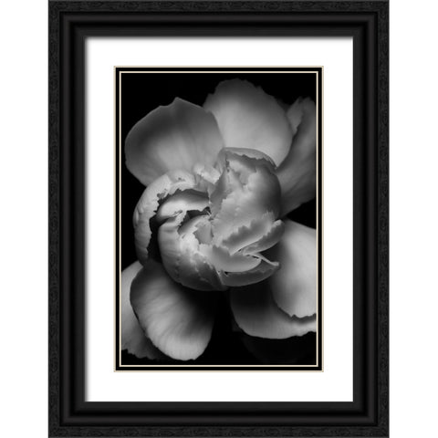 White Flower Black Ornate Wood Framed Art Print with Double Matting by Ross, Francisco