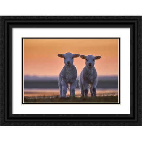 Lamb Twins Black Ornate Wood Framed Art Print with Double Matting by Balzer, Bodo