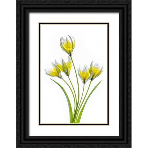 Tulipa Black Ornate Wood Framed Art Print with Double Matting by Disher, Mandy