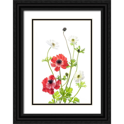 Spring Anemone Family Black Ornate Wood Framed Art Print with Double Matting by iPuraVida