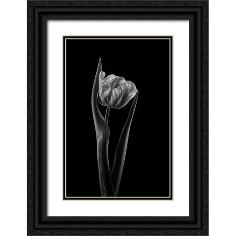 Rembrandt Tulip Black Ornate Wood Framed Art Print with Double Matting by Gronkjar, Lotte