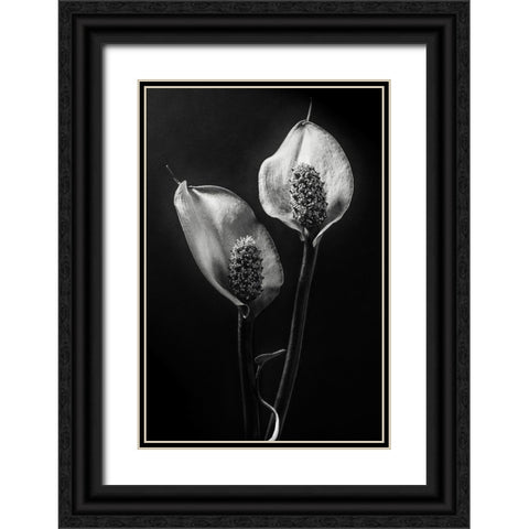 Spathiphyllum Black Ornate Wood Framed Art Print with Double Matting by Clough, Stephen