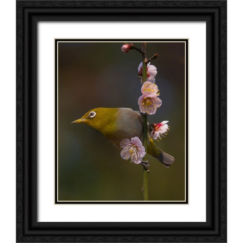 Plum Blossoms And White-Eye Black Ornate Wood Framed Art Print with Double Matting by miwa_sun_