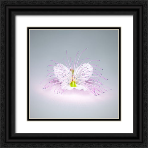 Caper Flower Black Ornate Wood Framed Art Print with Double Matting by Cavallo, Rico