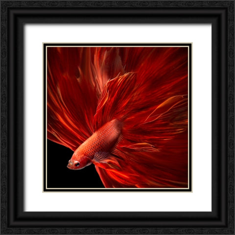 Red Fire Bettafish Black Ornate Wood Framed Art Print with Double Matting by Bunjamin, Antonyus