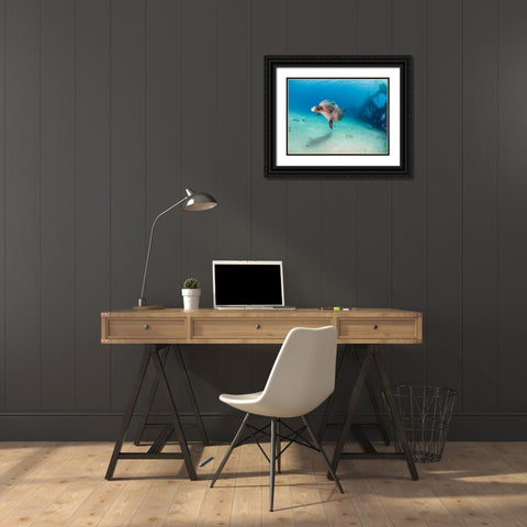 Dolphin Black Ornate Wood Framed Art Print with Double Matting by Ben Tov, Ilan