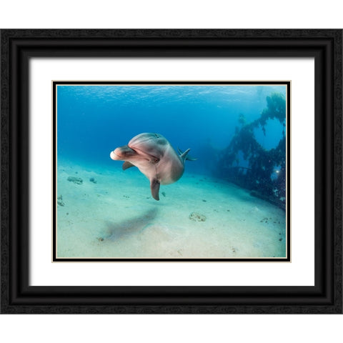 Dolphin Black Ornate Wood Framed Art Print with Double Matting by Ben Tov, Ilan