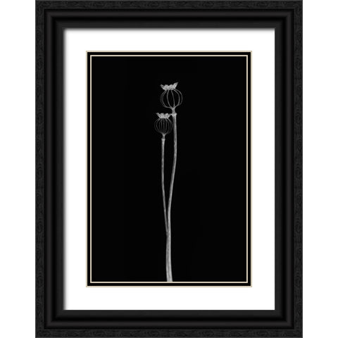 Poppy Pods Black Ornate Wood Framed Art Print with Double Matting by Gronkjar, Lotte
