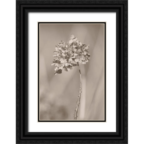 Withered Hydrangea_004 Black Ornate Wood Framed Art Print with Double Matting by Suzuki, Takashi