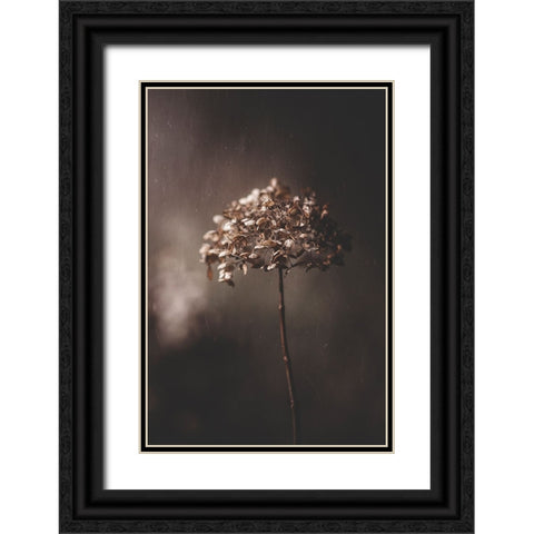 Withered Hydrangea_005 Black Ornate Wood Framed Art Print with Double Matting by Suzuki, Takashi