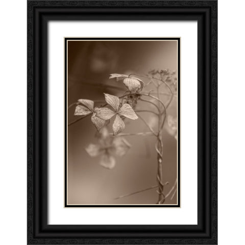Withered Hydrangea_007 Black Ornate Wood Framed Art Print with Double Matting by Suzuki, Takashi
