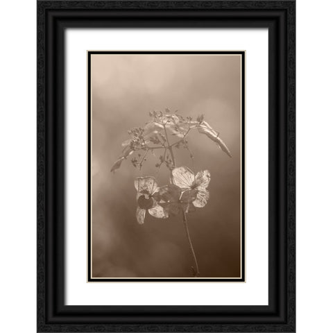 Withered Hydrangea_008 Black Ornate Wood Framed Art Print with Double Matting by Suzuki, Takashi