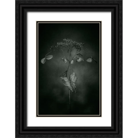 Withered Hydrangea_009 Black Ornate Wood Framed Art Print with Double Matting by Suzuki, Takashi