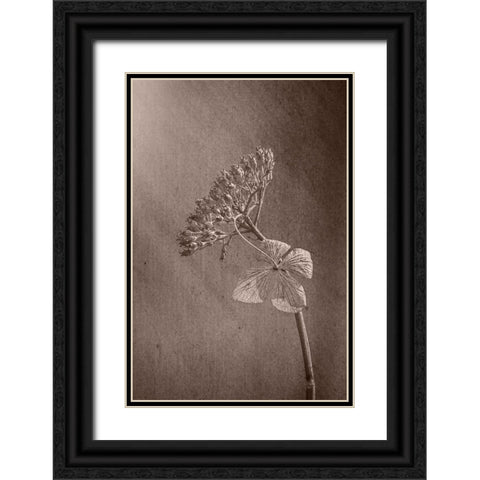 Withered Hydrangea_010 Black Ornate Wood Framed Art Print with Double Matting by Suzuki, Takashi