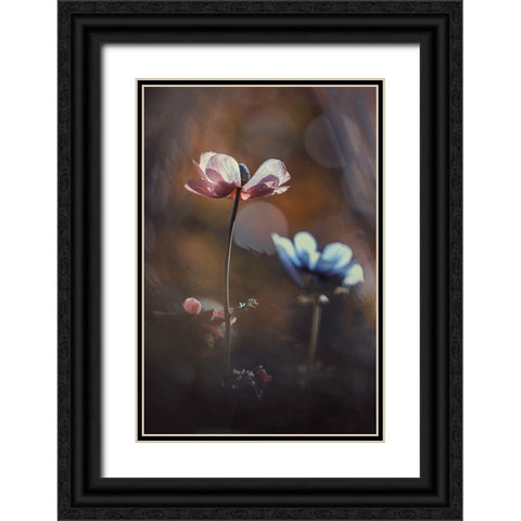 Florilauge Black Ornate Wood Framed Art Print with Double Matting by Bravin, Fabien