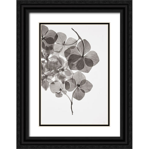 Botanical 24 Black Ornate Wood Framed Art Print with Double Matting by Lenka