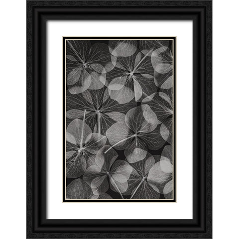 Botanical 48 Black Ornate Wood Framed Art Print with Double Matting by Lenka