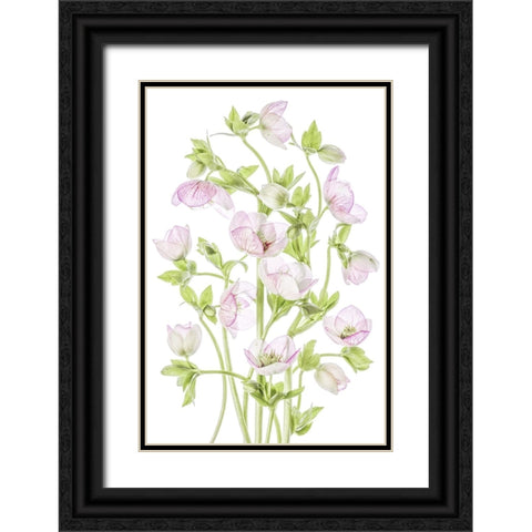 Hellebore Black Ornate Wood Framed Art Print with Double Matting by Disher, Mandy