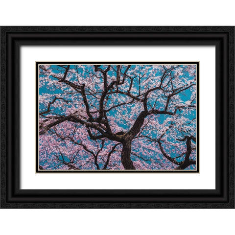 Sakura Black Ornate Wood Framed Art Print with Double Matting by ShikiRyu
