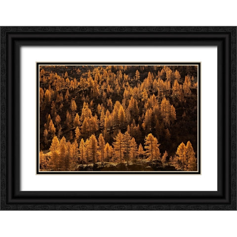 Larches In Autumn Black Ornate Wood Framed Art Print with Double Matting by Manzoni, Michel