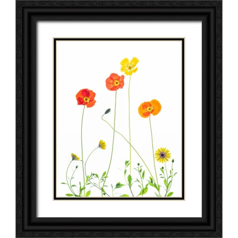 Flowers Black Ornate Wood Framed Art Print with Double Matting by Ren, Chuanxu