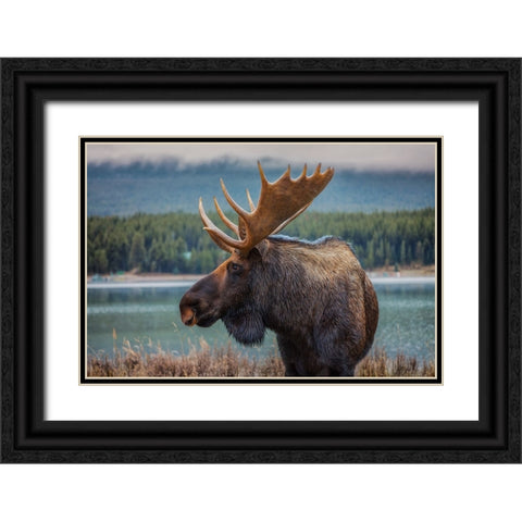 Moose Black Ornate Wood Framed Art Print with Double Matting by Romero Salamanca, Juan