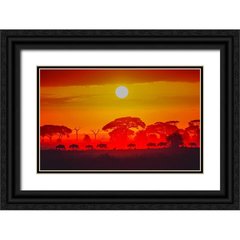 Amboseli Sunrise Black Ornate Wood Framed Art Print with Double Matting by C. Sink, Jeffrey