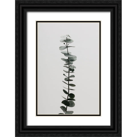 Eucalyptus Natural 02 Black Ornate Wood Framed Art Print with Double Matting by 1x Studio III