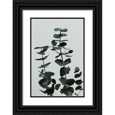 Eucalyptus Natural 11 Black Ornate Wood Framed Art Print with Double Matting by 1x Studio III