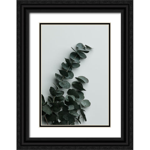 Eucalyptus Wall 01 Black Ornate Wood Framed Art Print with Double Matting by 1x Studio III