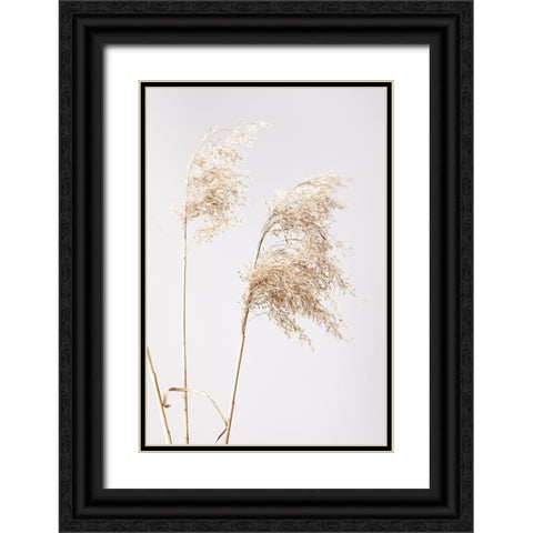 Reed Grass Grey  01 Black Ornate Wood Framed Art Print with Double Matting by 1x Studio III