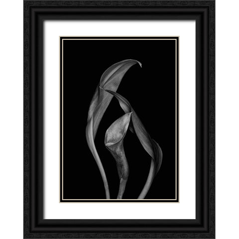 Dancing Calla Lillies Black Ornate Wood Framed Art Print with Double Matting by Beausang, Susan