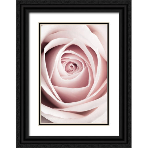 Pink Rose No 1 Black Ornate Wood Framed Art Print with Double Matting by 1x Studio III