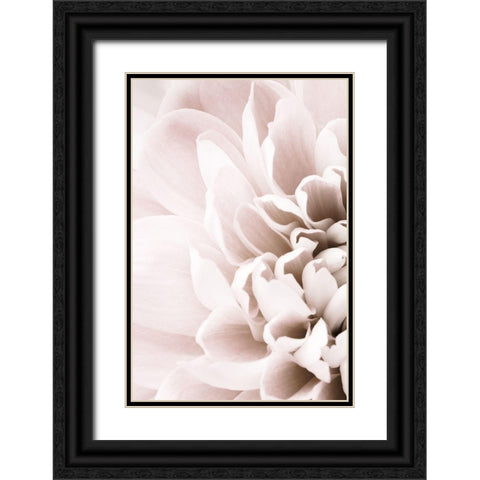 Chrysanthemum No 02 Black Ornate Wood Framed Art Print with Double Matting by 1x Studio III