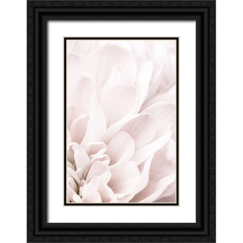 Chrysanthemum No 04 Black Ornate Wood Framed Art Print with Double Matting by 1x Studio III