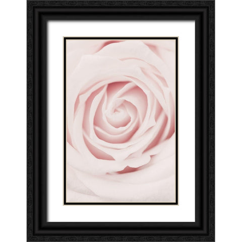 Pink Rose No 02 Black Ornate Wood Framed Art Print with Double Matting by 1x Studio III