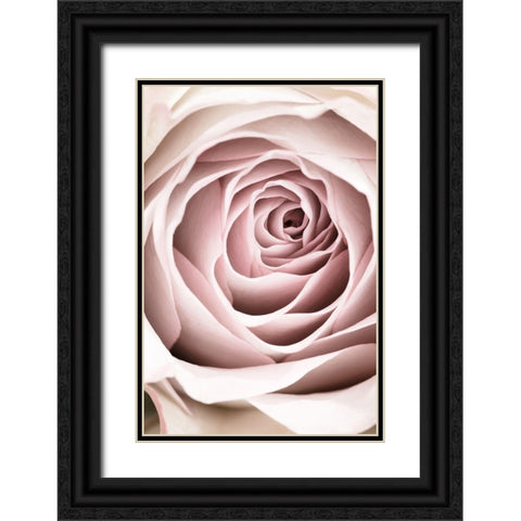 Pink Rose No 03 Black Ornate Wood Framed Art Print with Double Matting by 1x Studio III