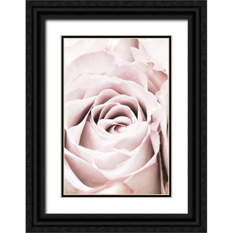 Pink Rose No 06 Black Ornate Wood Framed Art Print with Double Matting by 1x Studio III