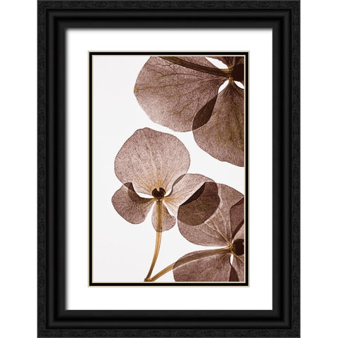 Botanical 5 Black Ornate Wood Framed Art Print with Double Matting by Lenka
