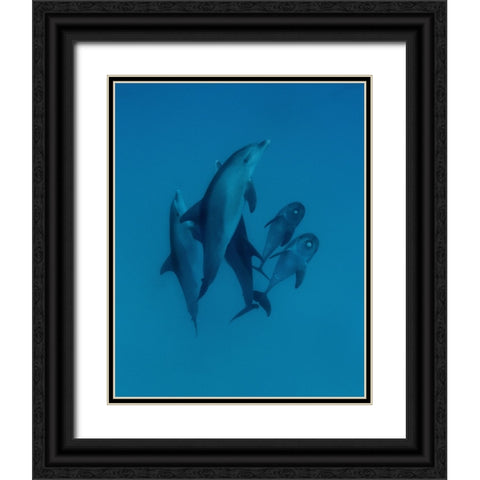 Dolphins 6 Black Ornate Wood Framed Art Print with Double Matting by Molinari, Romano
