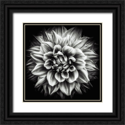 Dahlia In Black And White Black Ornate Wood Framed Art Print with Double Matting by Walther, Dieter