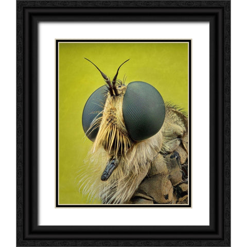 Robberfly Black Ornate Wood Framed Art Print with Double Matting by Figueras Barranco, Antoni