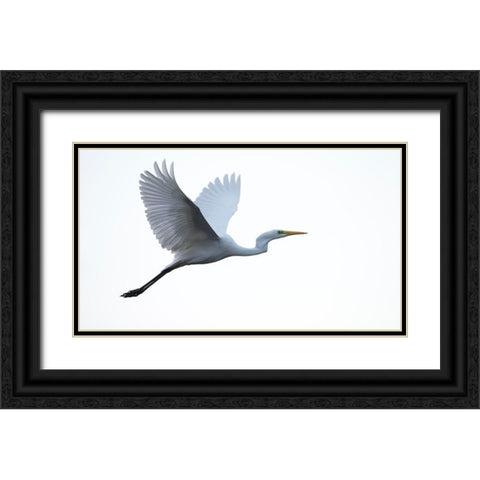 Little Egret Black Ornate Wood Framed Art Print with Double Matting by Manusevich, David