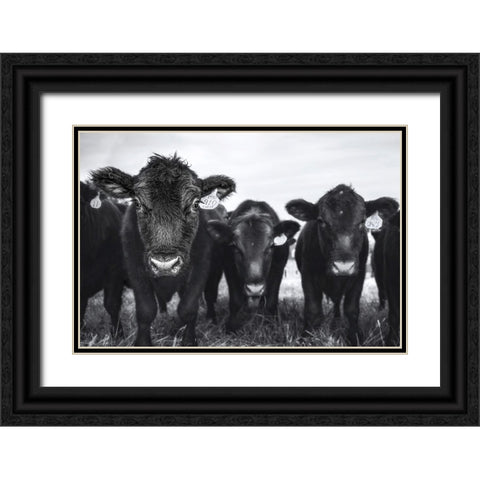 Cows Black Ornate Wood Framed Art Print with Double Matting by Tumminello, Wendy