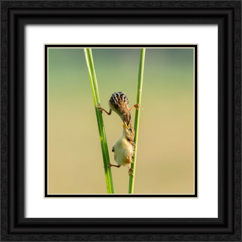 Kungfu Bird Black Ornate Wood Framed Art Print with Double Matting by Suhardjo, Lisdiyanto