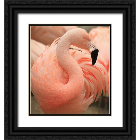 Portrait Of A Pink Flamingo Black Ornate Wood Framed Art Print with Double Matting by Wechsler, Robin